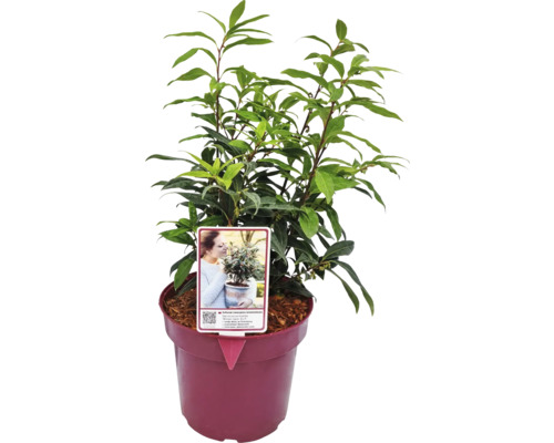 Lorbeerbaum im Topf mit Etikett