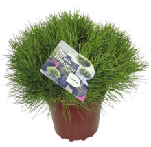 Kiefer ''Marie Brégeon'' im Topf