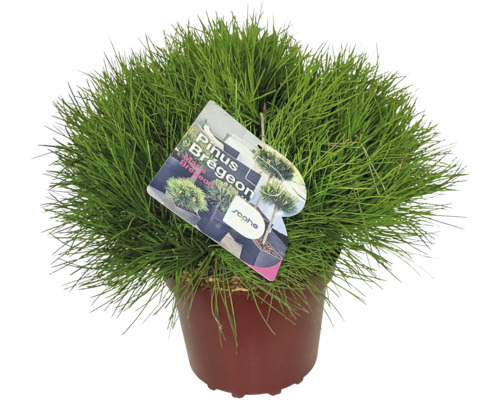 Kiefer ''Marie Brégeon'' im Topf