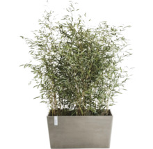 Bambus im Pflanzgefäß