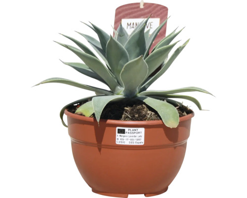 Agave im Topf als Zimmerpflanze