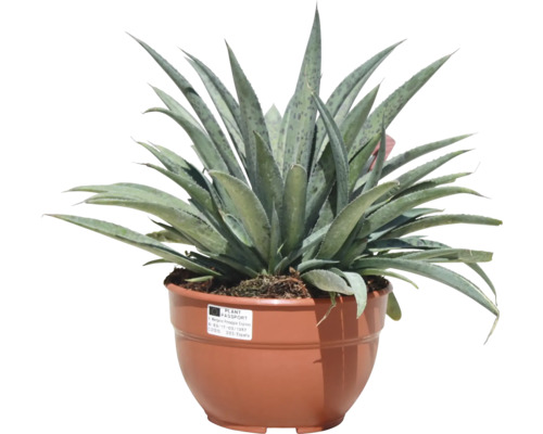 Agave im Topf