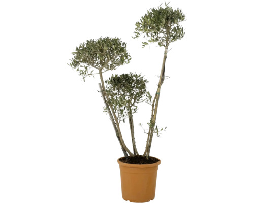 Olivenbaum im Topf für den Innen- und Außenbereich