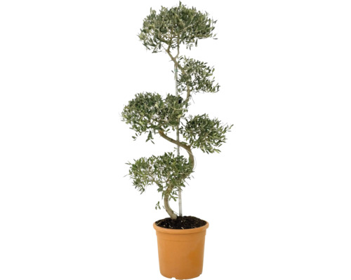 Olivenbaum im Topf mit geschnittener Form