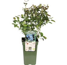 Heidelbeerstrauch in einem Topf, zertifiziert biologisch.