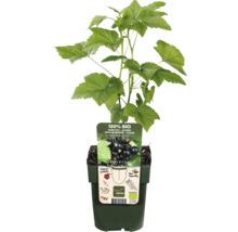 Schwarze Johannisbeere im Topf