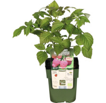 Himbeerpflanze im Topf