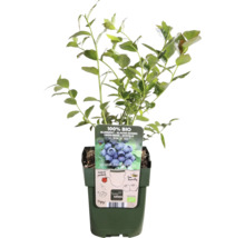 Heidelbeerpflanze im Topf mit Bio-Kennzeichnung