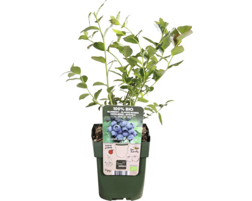 Heidelbeerpflanze im Topf mit Bio-Kennzeichnung