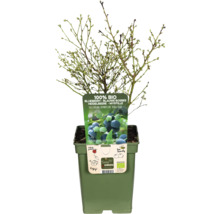 Blaubeerbusch in einem Topf