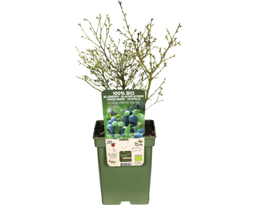 Blaubeerbusch in einem Topf
