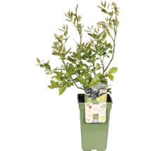 Blaubeerstrauch im Topf