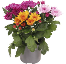 Chrysanthemen-Mix im Topf