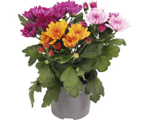 Chrysanthemen-Mix im Topf