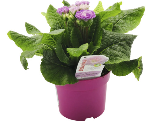 Primel Belarina in einem Topf