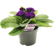 Primel im Topf mit violetten Blüten und grünen Blättern.