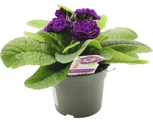 Primel im Topf mit violetten Blüten und grünen Blättern.