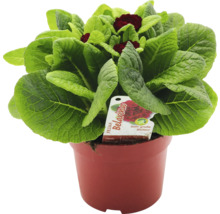 Primel Belarina in einem Pflanztopf