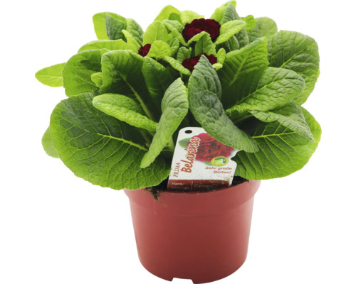 Kissen-Primel BELARINA Ø 13 cm Topf gefüllte Blüten Primel Belarina in einem Pflanztopf