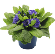 Topfprimel mit violetten Blüten und grünen Blättern im Topf.
