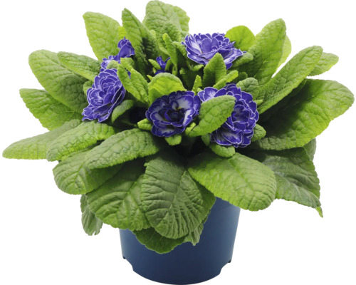 Topfprimel mit violetten Blüten und grünen Blättern im Topf.