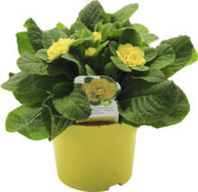 Gelbe Primel im Topf