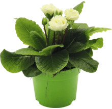 Primel in einem Topf