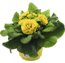 Gefüllte Primel in einem Topf