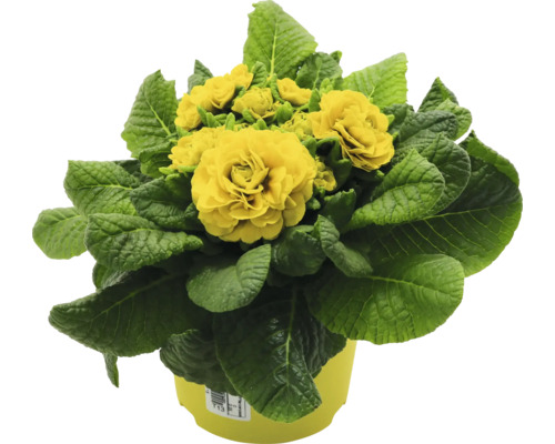 Gefüllte Primel in einem Topf