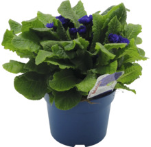 Blauer Topf mit blühender Primel