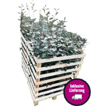 Im Bild ist eine Palette mit Ölweidenpflanzen für den Garten zu sehen.