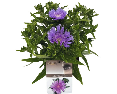 Stokesia laevis Purple Parasols im Topf