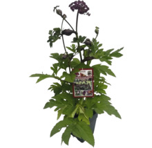 Engelwurz Pflanze im Topf