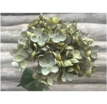 Hortensienblüte im Detail