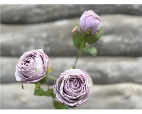 Nahaufnahme von drei lila Rosen mit Stiel und Blättern