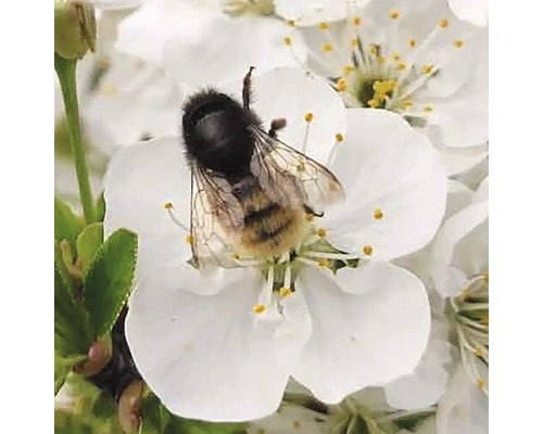 Eine Hummel auf einer weißen Blüte