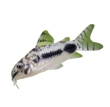 Gepunkteter Panzerwels für Aquarien