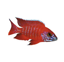 Roter Zierfisch für das Aquarium