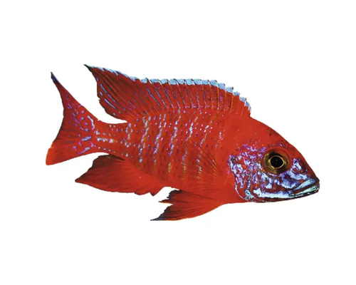 Roter Zierfisch für das Aquarium