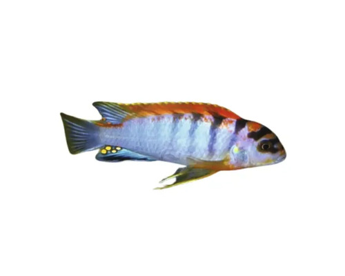 Malawisee-Cichlide Fisch