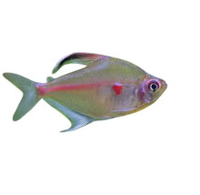 Blutsalmler Fisch für Aquarien