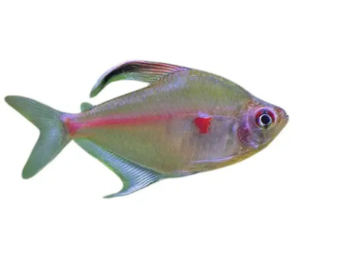Blutsalmler Fisch für Aquarien
