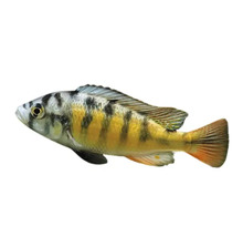 Gelber Kaiserbuntbarsch für das Aquarium