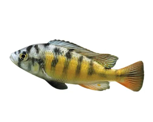 Gelber Kaiserbuntbarsch für das Aquarium