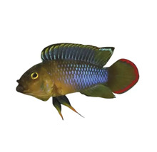Zierfisch Apistogramma hongsloi