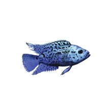 Blauer Zierfisch mit Musterung