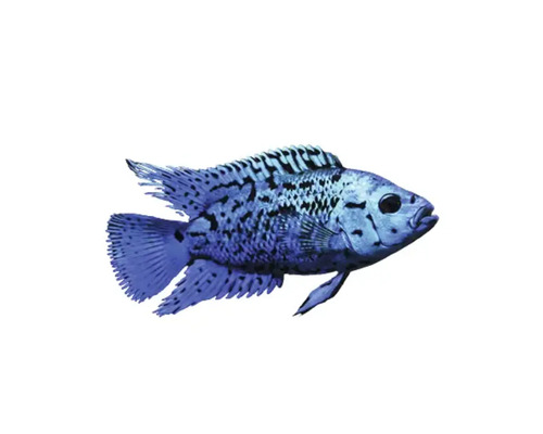 Blauer Zierfisch mit Musterung