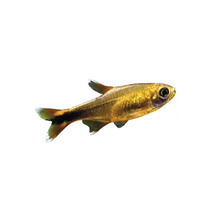 Goldener Neon Tetra Fisch für Aquarien