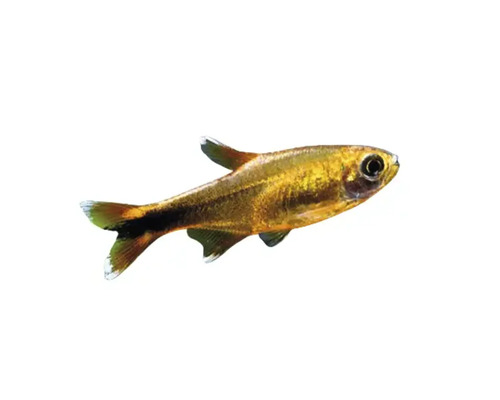 Goldener Neon Tetra Fisch für Aquarien