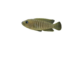 Brauner Zwergbuntbarsch für Aquarien